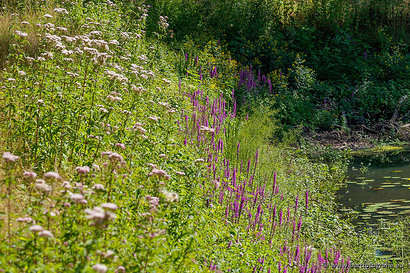 Achterhoek augustus 2020 Bart Fotografie-003