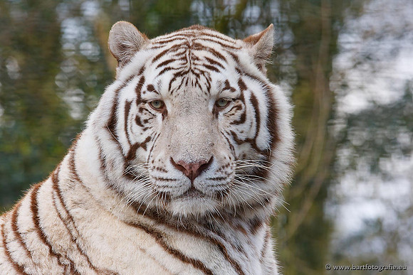 Dierentuinen en Parken Bart Fotografie-004