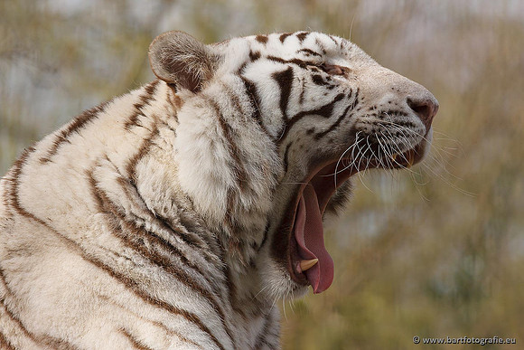 Dierentuinen en Parken Bart Fotografie-008