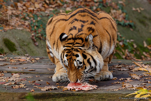 Dierentuinen en Parken Bart Fotografie-017