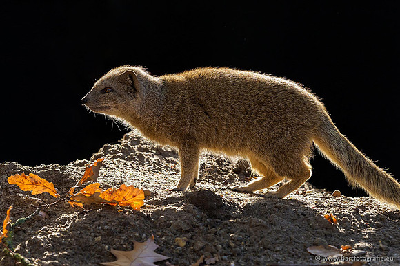 Dierentuinen en Parken Bart Fotografie-018