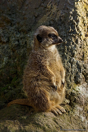 Dierentuinen en Parken Bart Fotografie-020