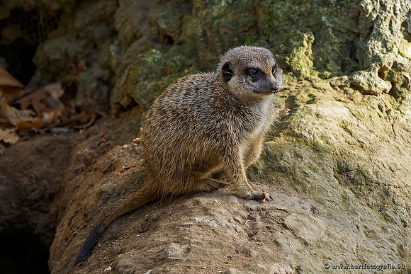 Dierentuinen en Parken Bart Fotografie-022