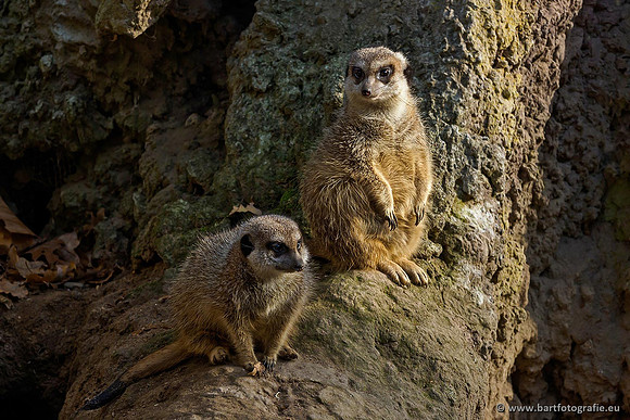 Dierentuinen en Parken Bart Fotografie-021