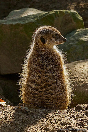 Dierentuinen en Parken Bart Fotografie-023