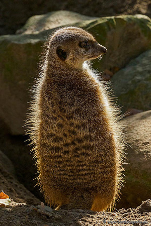 Dierentuinen en Parken Bart Fotografie-024