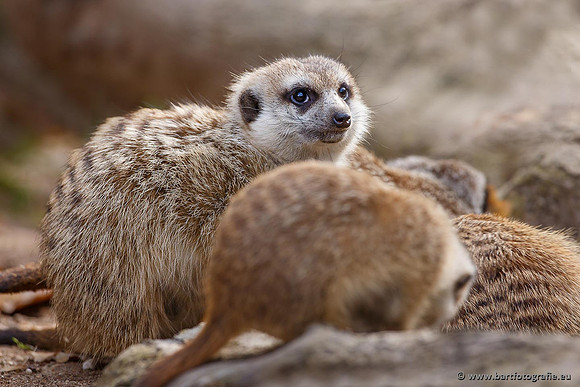 Dierentuinen en Parken Bart Fotografie-034