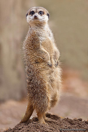 Dierentuinen en Parken Bart Fotografie-037