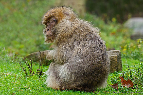 Dierentuinen en Parken Bart Fotografie-047