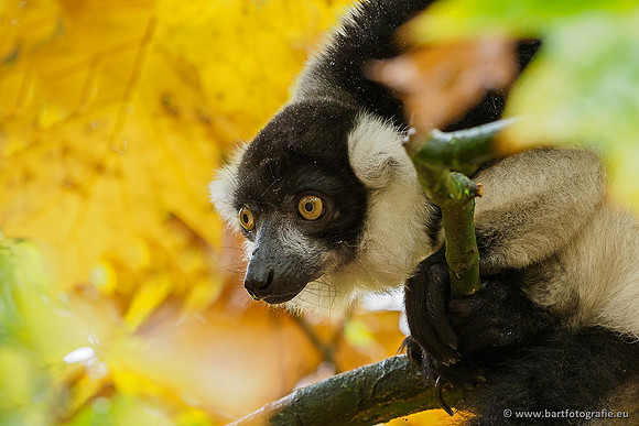 Dierentuinen en Parken Bart Fotografie-045