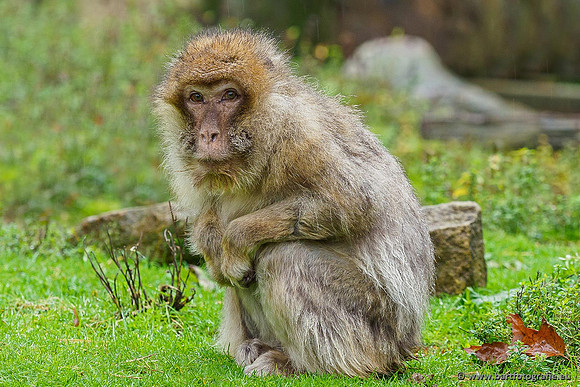 Dierentuinen en Parken Bart Fotografie-048