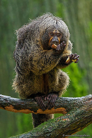 Dierentuinen en Parken Bart Fotografie-053
