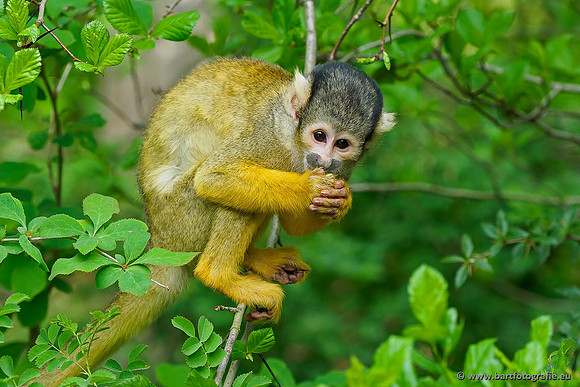Dierentuinen en Parken Bart Fotografie-059