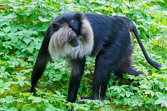 Dierentuinen en Parken Bart Fotografie-065