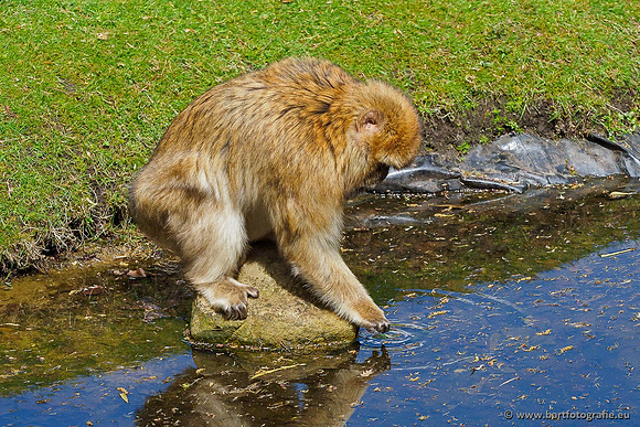 Dierentuinen en Parken Bart Fotografie-066