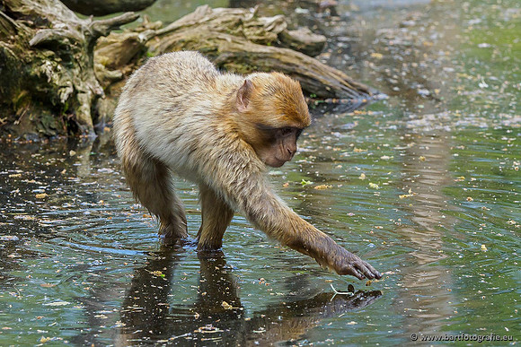 Dierentuinen en Parken Bart Fotografie-068
