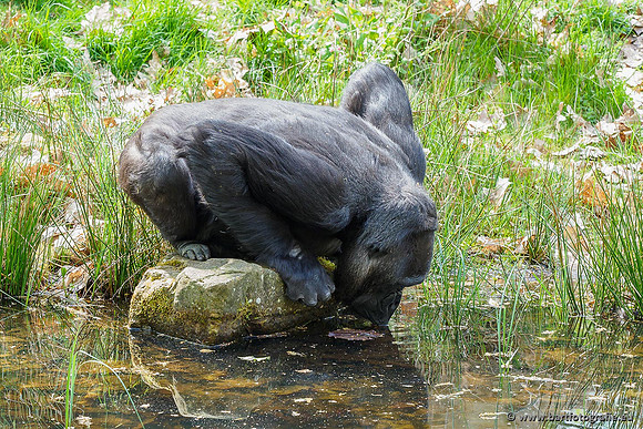 Dierentuinen en Parken Bart Fotografie-070