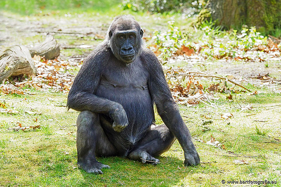 Dierentuinen en Parken Bart Fotografie-072