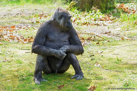 Dierentuinen en Parken Bart Fotografie-073