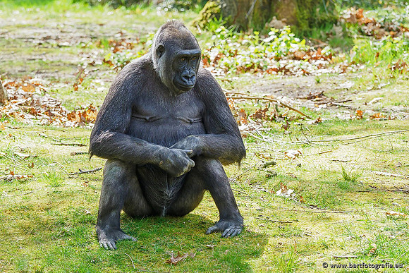 Dierentuinen en Parken Bart Fotografie-074