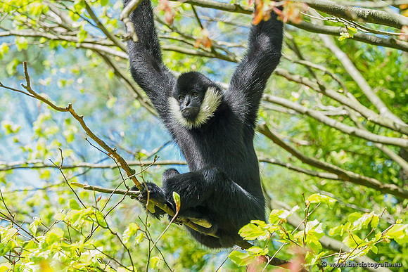 Dierentuinen en Parken Bart Fotografie-075