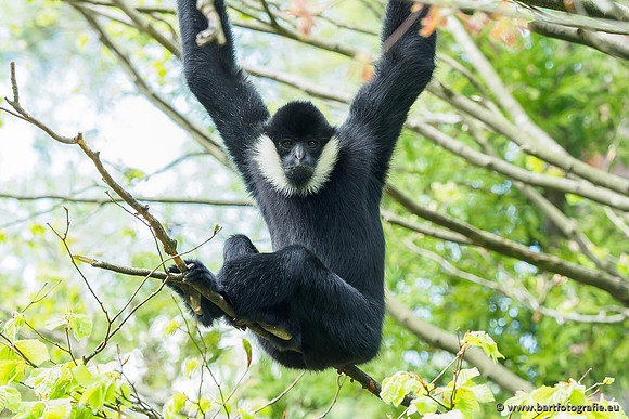 Dierentuinen en Parken Bart Fotografie-076