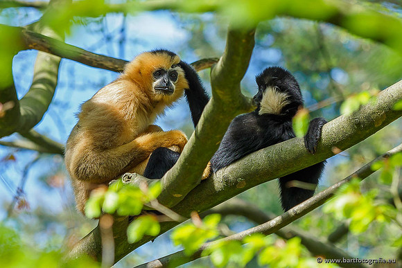 Dierentuinen en Parken Bart Fotografie-078