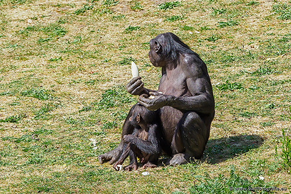 Dierentuinen en Parken Bart Fotografie-079