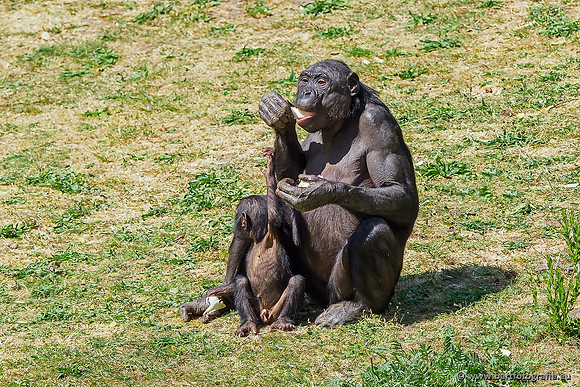 Dierentuinen en Parken Bart Fotografie-080