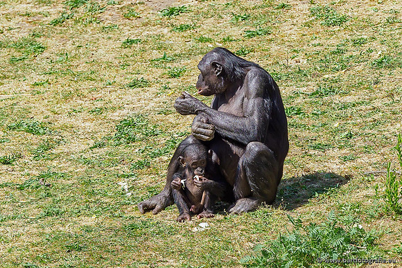 Dierentuinen en Parken Bart Fotografie-081