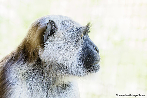 Dierentuinen en Parken Bart Fotografie-083