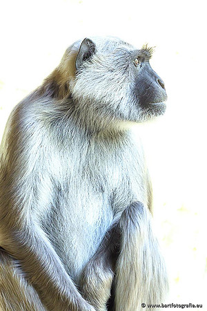 Dierentuinen en Parken Bart Fotografie-084