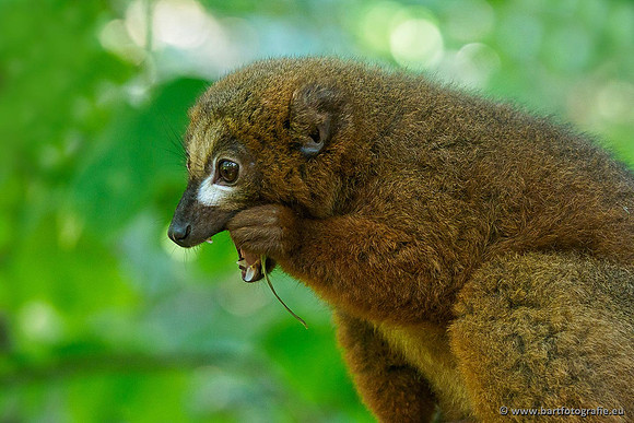 Dierentuinen en Parken Bart Fotografie-087