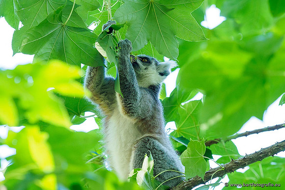 Dierentuinen en Parken Bart Fotografie-090
