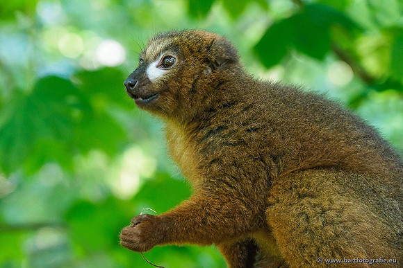 Dierentuinen en Parken Bart Fotografie-089