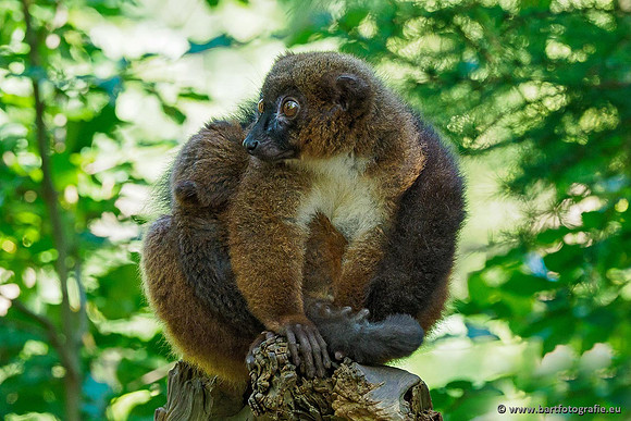 Dierentuinen en Parken Bart Fotografie-092