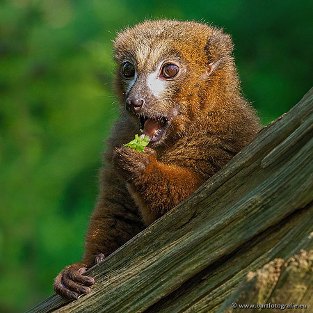 Dierentuinen en Parken Bart Fotografie-093