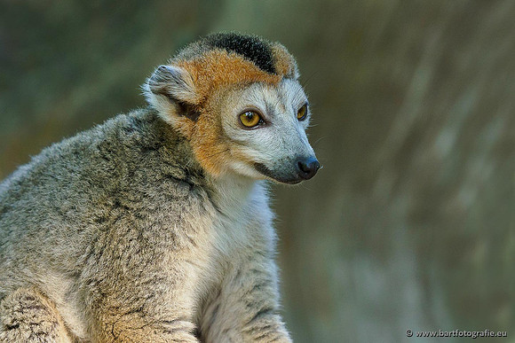Dierentuinen en Parken Bart Fotografie-095