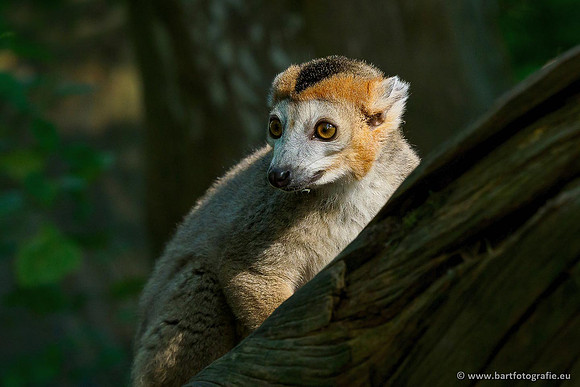 Dierentuinen en Parken Bart Fotografie-096