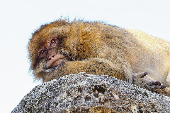 Dierentuinen en Parken Bart Fotografie-101