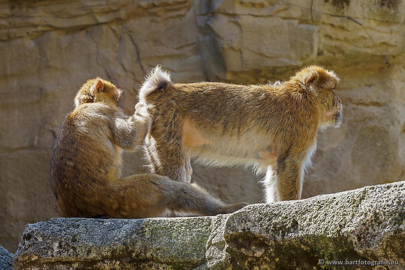 Dierentuinen en Parken Bart Fotografie-103