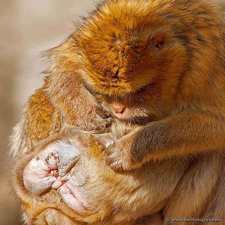 Dierentuinen en Parken Bart Fotografie-122