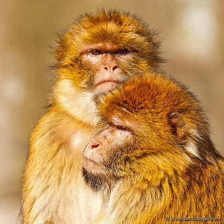 Dierentuinen en Parken Bart Fotografie-123