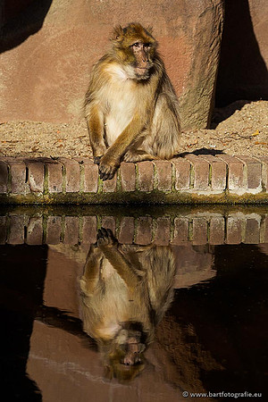 Dierentuinen en Parken Bart Fotografie-144