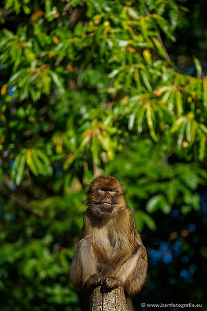 Dierentuinen en Parken Bart Fotografie-145