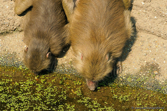 Dierentuinen en Parken Bart Fotografie-147