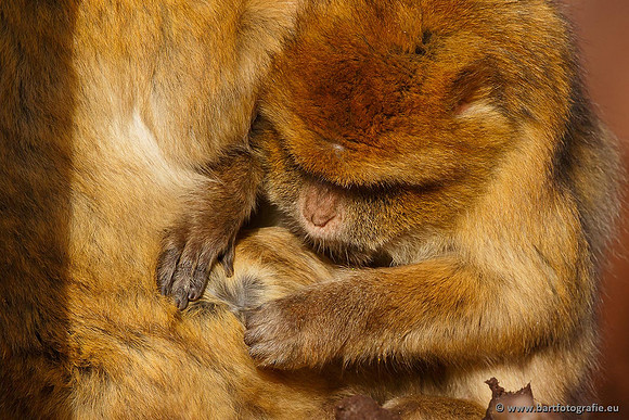 Dierentuinen en Parken Bart Fotografie-141