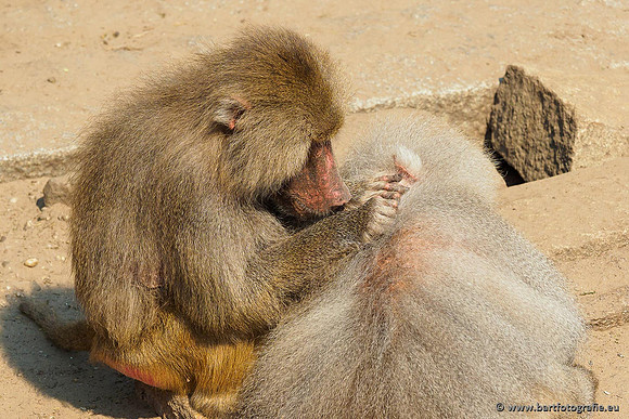 Dierentuinen en Parken Bart Fotografie-156