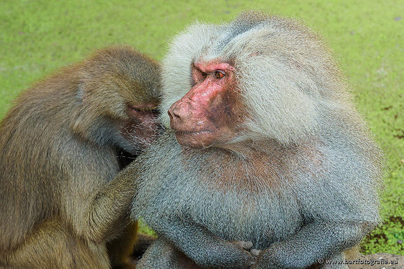 Dierentuinen en Parken Bart Fotografie-157