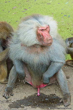 Dierentuinen en Parken Bart Fotografie-155